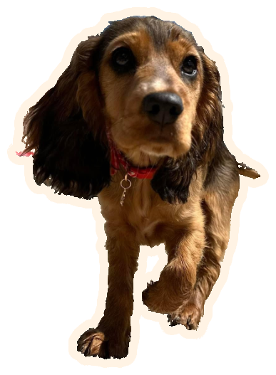 A cocker spaniel puppy trotting towards the camera