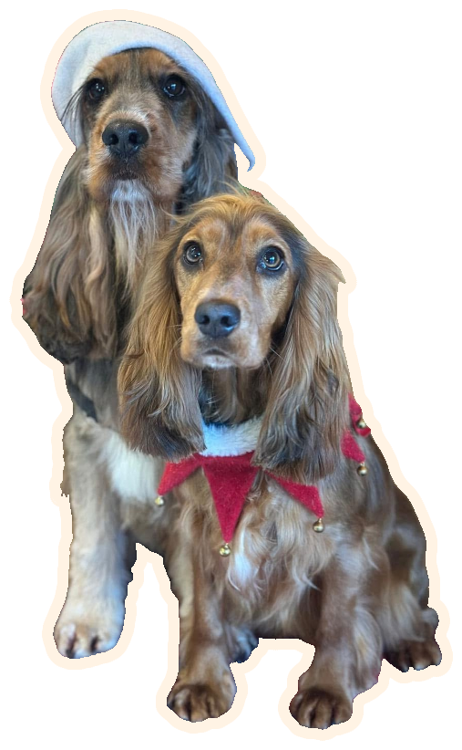Millie and Milo in Christmas outfits