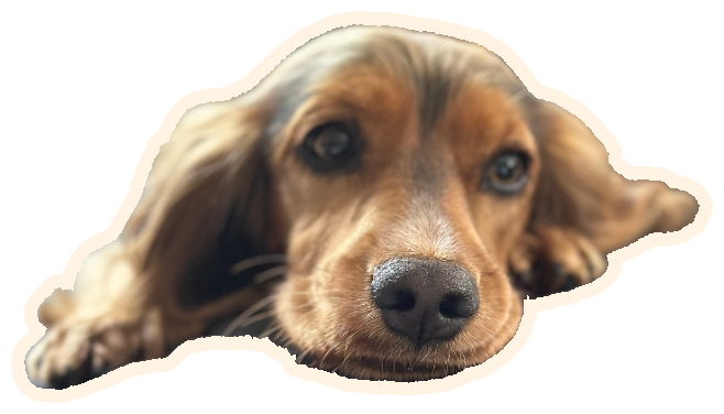 A cocker spaniel resting its chin on a cushion
