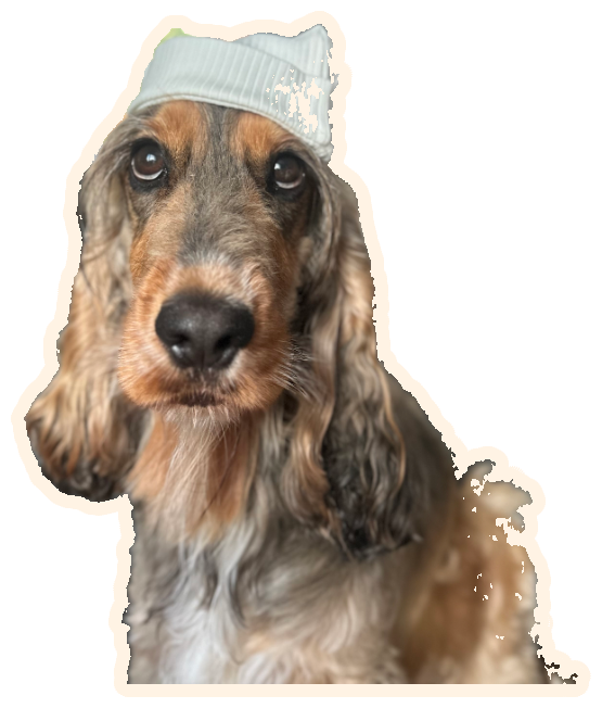 A cocker spaniel wearing a knitted hat
