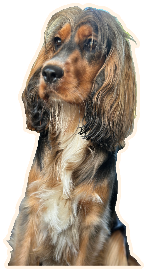 A cocker spaniel looking out of the window