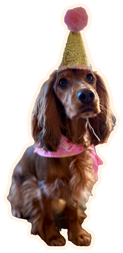 A cocker spaniel in a party hat