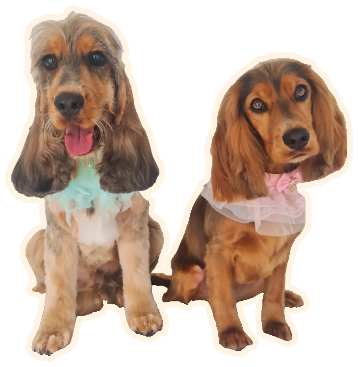 Millie and Milo after a trip to the groomer